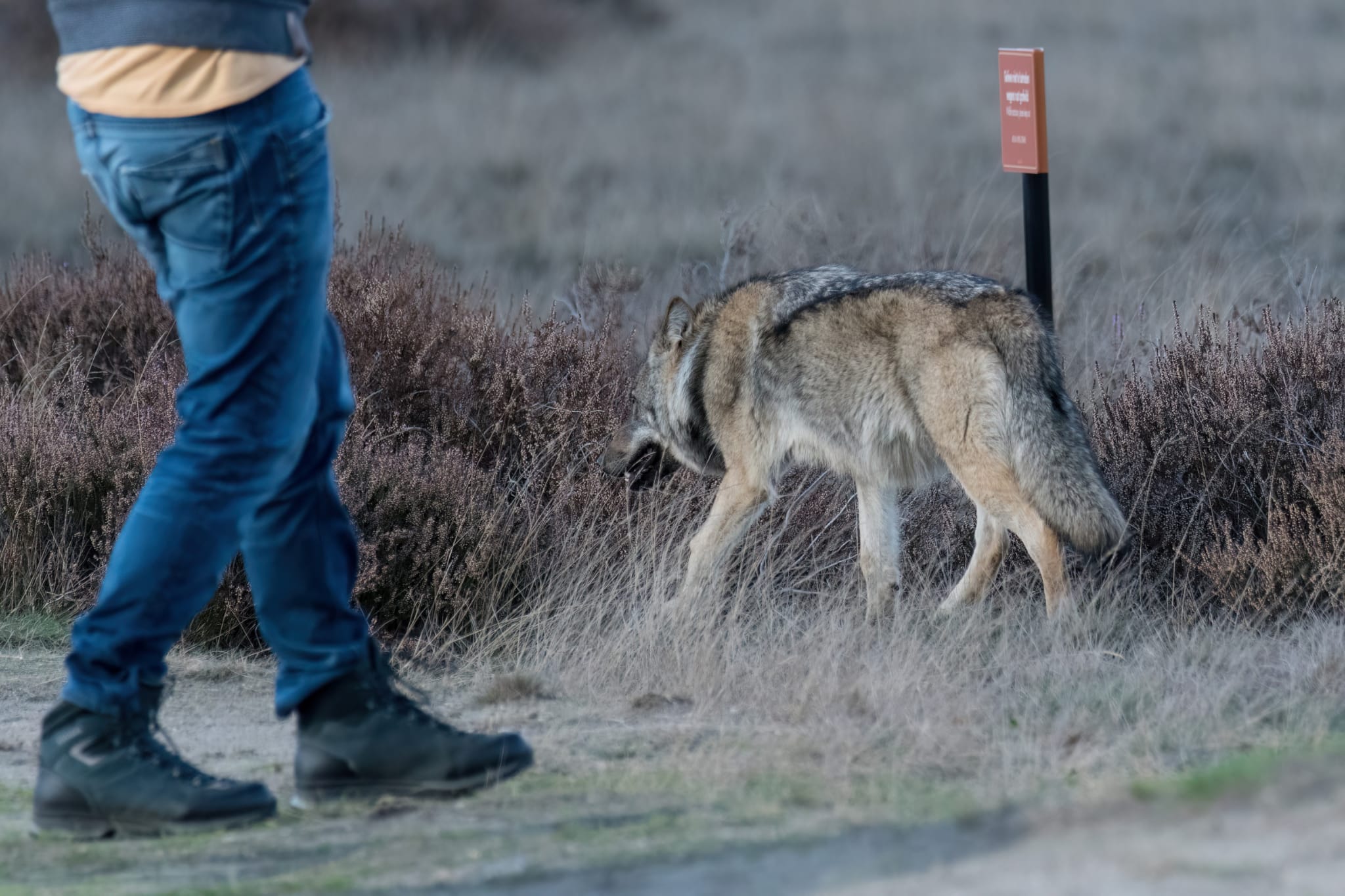 What should you do if you encounter a wolf? — Park Hoge Veluwe